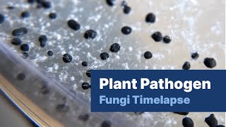 Plant Pathogen Fungi Timelapse [upl. by Ahseket]