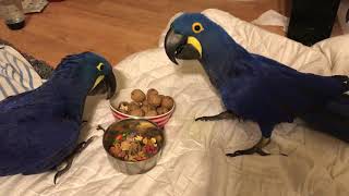 Parrots Sharing food Hyacinth macaw [upl. by Burton21]