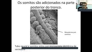 Aula 4 PARTE 4  Revisão de gastrulação neurulação somitogênese e fechamento do embrião [upl. by Namrej]