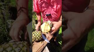 Como plantar ananá o piña🍍 en casa 🏡 [upl. by Noguchi]