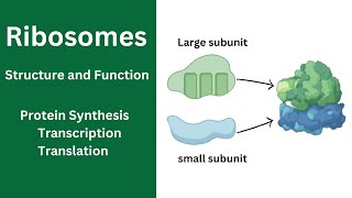 Ribosome Function and Structure  Cell Organelles  Protein Synthesis  Ribosomes class 11 [upl. by Anileda]