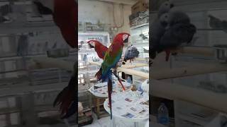 The Most Intelligent Parrots macaw macawhealth [upl. by Aical]