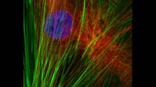 Cytoskeleton [upl. by Faso]