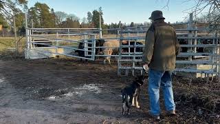 2024 11 12 Oopsi passerar ungtjurar som väntar på avtransport [upl. by Keare]