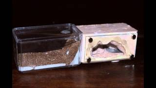 The Mini Hearth Formicarium [upl. by Harriett]