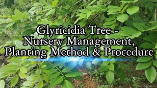 Glyricidia Gliricidia sepium MultiPurpose Tree  Nursery Management Planting Method amp Procdure [upl. by Zaller]