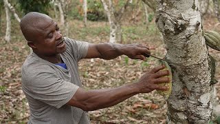 Come sta cambiando la coltivazione del cacao in Costa dAvorio [upl. by Terrell207]