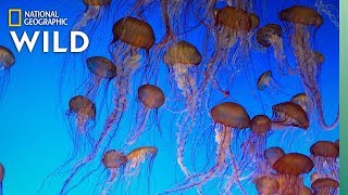 Jellyfish 101  Nat Geo Wild [upl. by Atsirt]