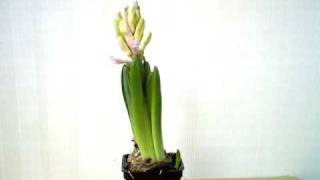 Brinno GardenWatchCam  Hyacinth [upl. by Aleira]