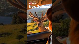 New Zealand 4K Nature Film 60FPS [upl. by Gabor942]