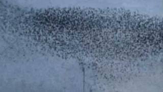 Flock of starlings murmuring in amazing numbers [upl. by Ayisan]