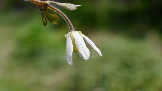 姫烏頭の花 Semiaquilegia adoxoides [upl. by Nalra]