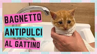 BAGNETTO ANTIPULCI A UN GATTINO DI 2 MESI [upl. by Ilzel500]