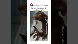 O nome dela 🐶🤣🤣 [upl. by Heidy523]