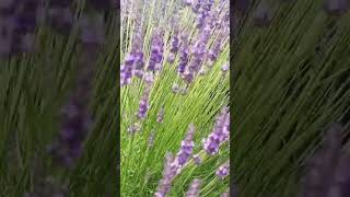 Lavender Swaying Fragrance in the Wind [upl. by Lucine80]