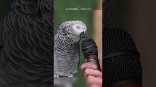 How can parrots talk [upl. by Eirahcaz]