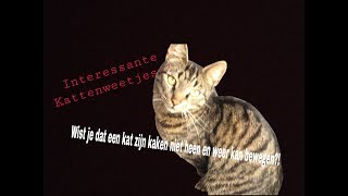 10 interesante feitjes over katten [upl. by Evelina]