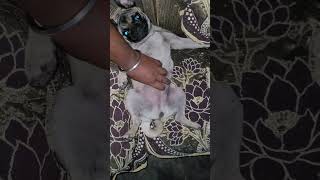 Cute malika 😍 puglover dog doglover funny [upl. by Burdett760]