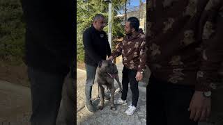 Binlerce Euro Teklif Edilen Devasa Köpek 😰😨😨 köpek shorts anadoluçobanköpeği kangal [upl. by Inafetse642]