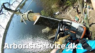 Big Tree Removal over Lake House  Tree Climbing Arborist  Tree Rigging Techniques [upl. by Kcired]