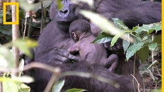 Una madre gorila salvaje cuida de su cría recién nacida  National Geographic en Español [upl. by Teplitz57]