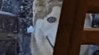 This Creepy Dog Is Going Viral What Is It [upl. by Rape]