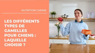 Les différents types de gamelles pour chiens  laquelle choisir  🐶 [upl. by Hilarius]