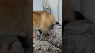 A LEONBERGER LOVES THE TASTE OF HER BED dog leonberger funny [upl. by Melesa]