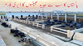 Pakistan Modern Buffalo Dairy Farm [upl. by Barbey]