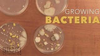 Growing Bacteria  Sick Science 210 [upl. by Richela434]