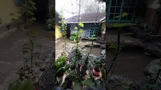 Menikmati secangkir kopi di pinggir taman rumah [upl. by Maxima77]