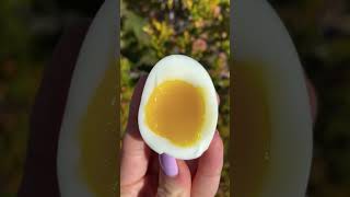 Perfect Soft Boiled Egg Every Time  The Basics [upl. by Cherice]