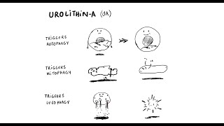 Got Inflammation Discover Urolithin A [upl. by Nyrem]