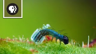 Baby Caterpillar Hatches from Tiny Butterfly Egg [upl. by Annawak167]