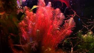 Rotala Wallichii How To Keep Rotala Turn Red Tips and Tricks [upl. by Suivatco]