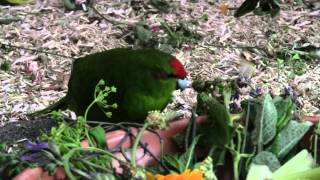 Feeding Kakariki meens to give small amounts of a lot [upl. by Lefkowitz]