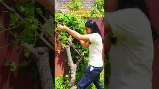 Malabar Spinach backyardgarden harvest vegetables food organicgardening [upl. by Mich]