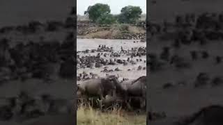 Biggest Wildebeest Crossing Spotted In Over 20 Years [upl. by Birkett]