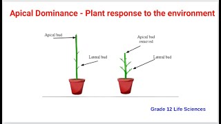 Apical dominance  Grade 12 Life sciences [upl. by Haseefan]