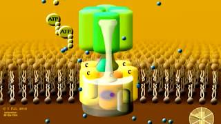 Animation of the rotary mechanism of the Vacuolar protonATPase VATPase – a protein complex [upl. by Jeffrey942]