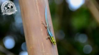 Phelsuma klemmeri [upl. by Attah]