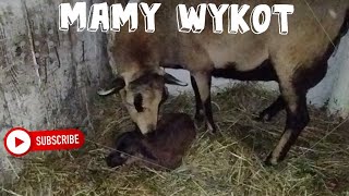 Wykot owcy Kamerunskie cała akcja  pierwszy wykot w 2023 roku [upl. by Annua873]