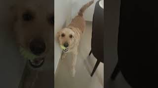 Candy crush luv goldenretriverclub dogowner furry foodie doglover [upl. by Gadmann848]