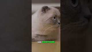 How Do Cats Communicate with Humans and Each Other shorts cat catlover [upl. by Irahk]