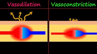 Vasodilation amp Vasoconstriction [upl. by Daniels]