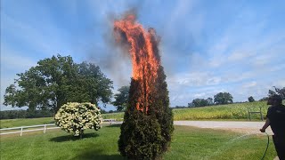 Controversial Way To Get Rid Of Bag WormsGypsy Moths With Fire [upl. by Airual651]