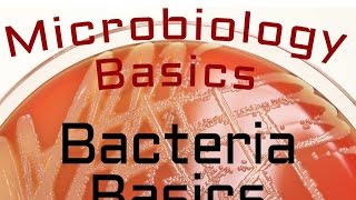 Bacteria Basics  Microbiology Lectures [upl. by Oiragelo]