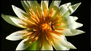 Kingdom Of Plants With David Attenborough Trailer [upl. by Barbaraanne]