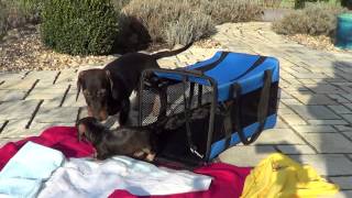 Dachshund pups first time in the garden  Dackelwelpen das erste Mal im Garten [upl. by Sena]