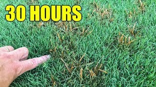 How to Kill Nutsedge in Lawn [upl. by Atinaw]